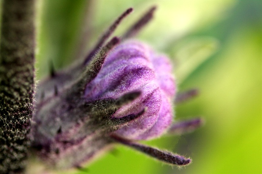 Male Eggplant Flower Tabitomo